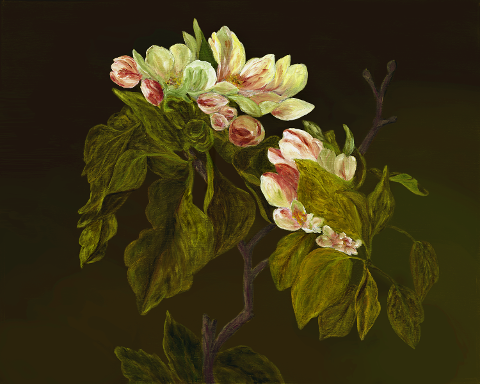 Apple Blossom Beauty