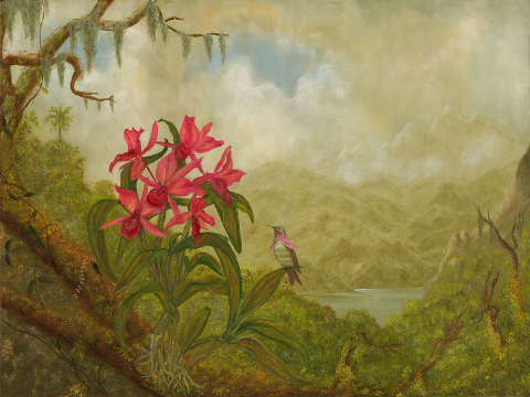 Lakeview Orchid