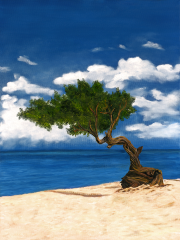Divi Divi Tree - Aruba