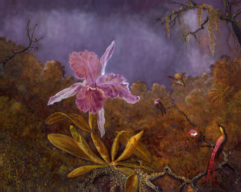 Orchid Splendor