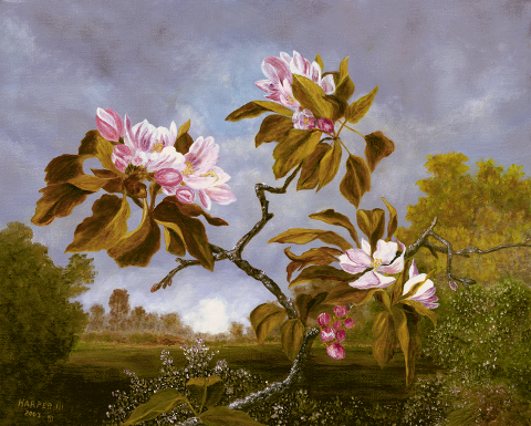 Apple Blossom Beauty II