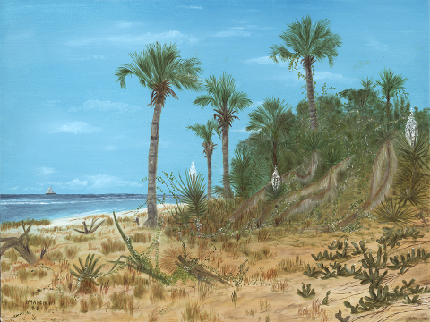 Atlantic Coast Dunes