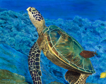 Green Turtle of Gulf of Mexico