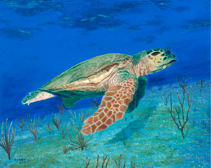 Loggerhead Turtle of Gulf of Mexico