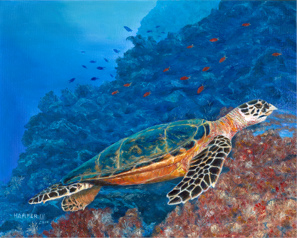 Hawksbill Turtle of Gulf of Mexico