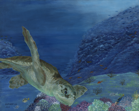 Kemp's Ridley Turtle