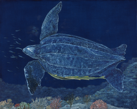Leatherback Turtle